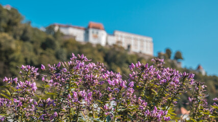 Fototapeta na wymiar Beautiful flowers on a sunny day in summer at Passau, Danube, Bavaria, Germany