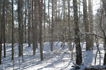 Beautiful winter forest. Trees covered with snow on frosty day. Sunbeams lighten falling snow. Snow falling from trees. Winter in the woods. 
