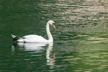 Fototapeta premium view of swans on a lake