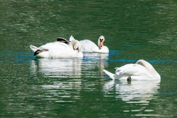 view of swans on a lake