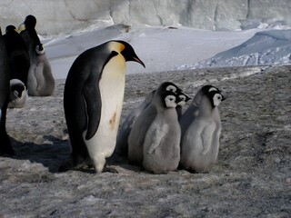 Obraz premium Emperor penguins flock Antarctica snow ice blue sky