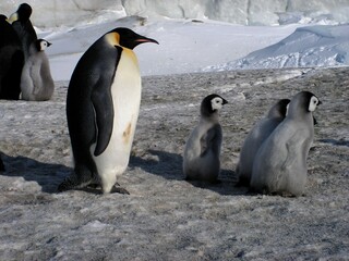 Emperor penguins flock Antarctica snow ice blue sky
