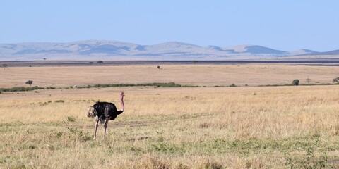 portrait of ostrich in the savannah