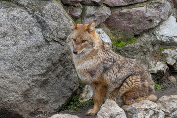 Close up of Golden Jackal Canis Aureus