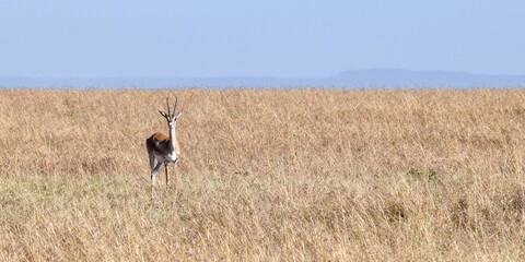 portrait of ostrich in the savannah