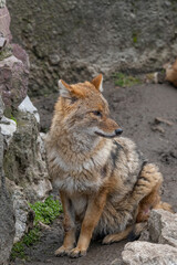 Close up of Golden Jackal Canis Aureus