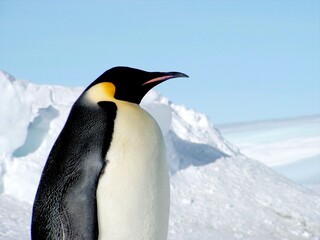 Emperor penguins flock Antarctica snow ice blue sky