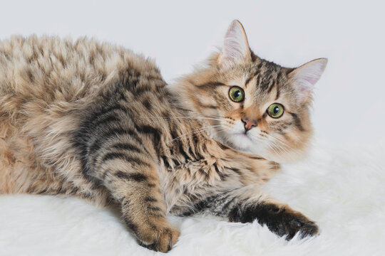 Photography of a cat on a white furry rug with a white background.