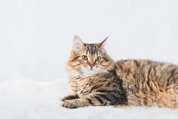 Photography of a cat on a white furry rug with a white background.