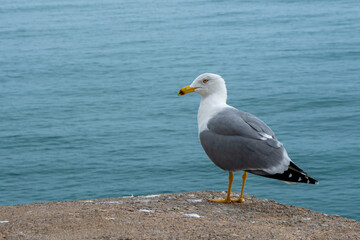 Gaviota