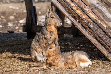Close-up portrait of Patagonian mara (Dolichotis patagonum)
