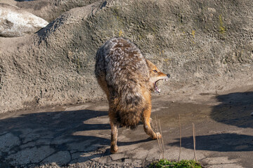 Close up of Golden Jackal Canis Aureus