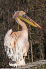 Beautiful Pink Pelican (Pelecanus onocrotalus)  Rare bird