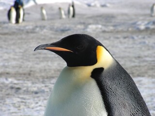 Emperor penguins flock Antarctica snow ice blue sky
