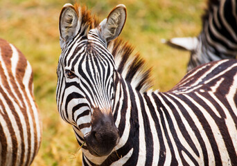 Fototapeta na wymiar Zebra portrait Africa Safari 