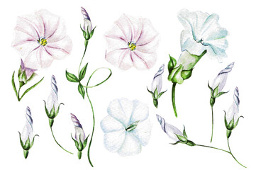 Watercolor bindweed, wild flowers, field herbs, Convolvulus arvensis , natural elements, hand drawn illustration
