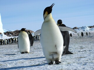 Emperor penguins flock Antarctica snow ice blue sky