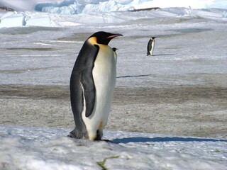 Emperor penguins flock Antarctica snow ice blue sky