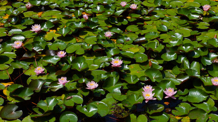 the green carpet of leaves and flowers of lotus