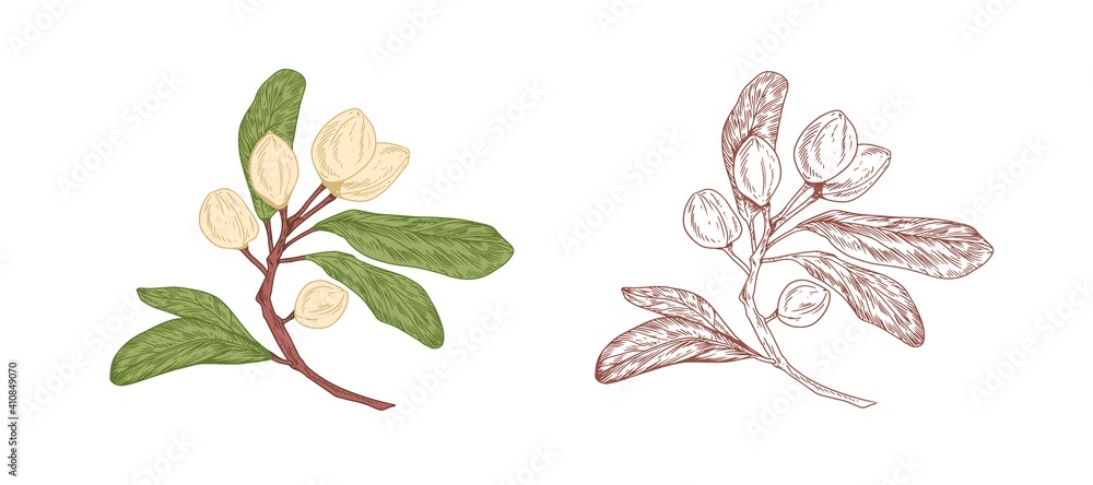 Fototapete colored pistachio tree branch and unpainted outlined sketch of pistache plant with ripe nuts in shel