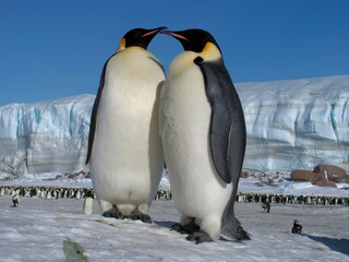 Emperor penguins flock Antarctica snow ice blue sky