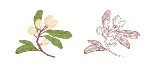 Colored pistachio tree branch and unpainted outlined sketch of pistache plant with ripe nuts in shells and leaves. Botanical elements in retro style. Vector illustration isolated on white background