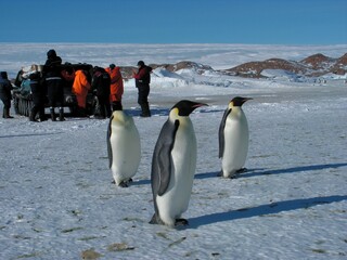 Fototapeta premium Emperor penguins flock Antarctica snow ice blue sky