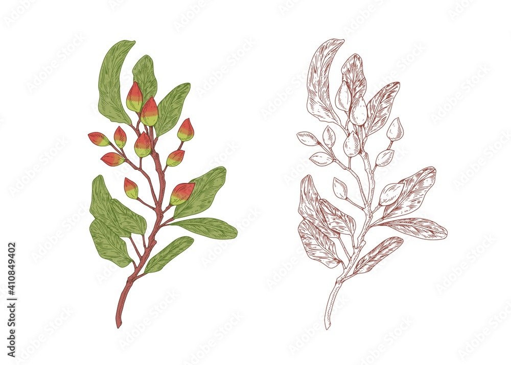 Aufkleber colored pistachio tree branch with raw nuts and hand-drawn outlined sketch of pistache plant with fr