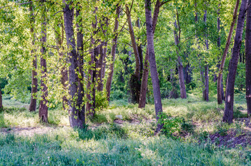 A young forest of poplar trees on the banks of the Danube River in Petrovaradin near Novi Sad, Serbia