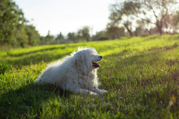 Portrait of beautiful happy white dog