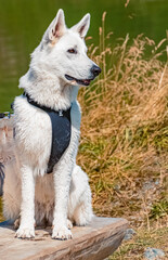 Naklejka premium Beautiful white husky dog at the famous Astberg summit, Going, Wilder Kaiser, Tyrol, Austria