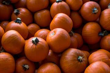 Bright orange pumpkins close-up, ready for sale