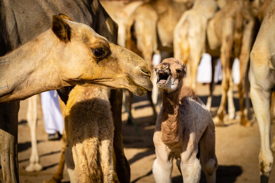 Camel Market in UAE