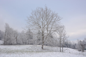 the tree under the first snow of autumn