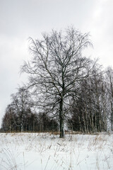 birch in winter in the forest