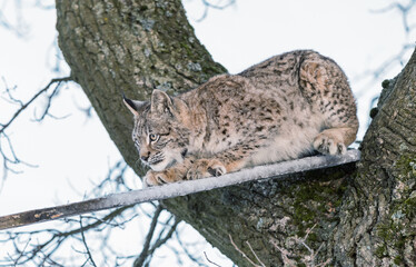Eurasian lynx, a cub of a wild cat on a tree. A young lynx in the wild winter nature climbs from a tree. Cute baby lynx in winter forest in cold conditions.