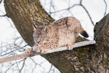 Foto op Plexiglas Euraziatische lynx, een welp van een wilde kat op een boom. Een jonge lynx in de wilde winternatuur klimt uit een boom. Leuke babylynx in het winterbos in koude omstandigheden. © murmakova