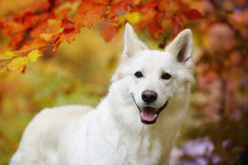 White Swiss Shepherd dog portrait
