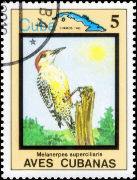 Postage stamp issued in the Cuba with the image of the West Indian Woodpecker, Melanerpes superciliaris. From the series on Endemic birds, circa 1983