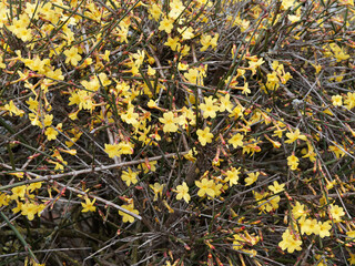 Winter-flowered jasmine plant (Jasminum nudiflorum or sieboldianum) blooming in cold season with bright yellow star-shaped flowers on twining bare stems