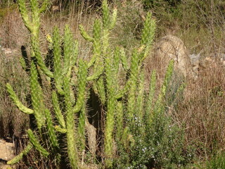 Wild Spanish Cane Cactus Plant