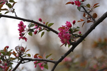 Branch of a Blooming Tree in Pink