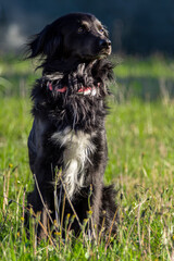 Portrait of a beautiful Black dog happy sitting on green grass on a sunny day