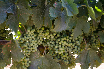 Grapes on trees ready for wine making