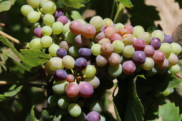 Grapes on trees ready for wine making