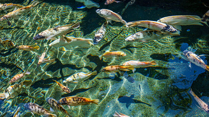 Fototapeta na wymiar fishes in aquarium