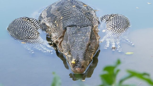 Water monitor (Varanus salvator), large lizard in Lumphini Park, Bangkok, Thailand.
