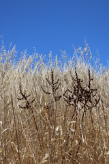 Fototapeta premium Fields of hay on a warm sunny day