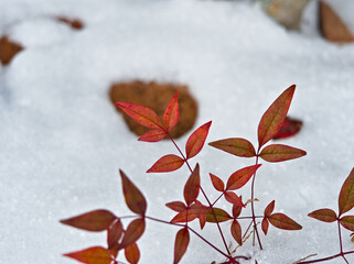 雪に埋もれた煉瓦と赤い葉