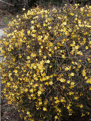 Jasminum nudiflorum - Shrub of Winter jasmine or Yingchum with yellow flowers on arching bare stems